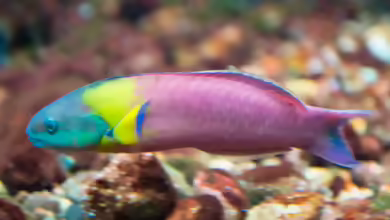 Thalassoma lucasanum im Aquarium halten