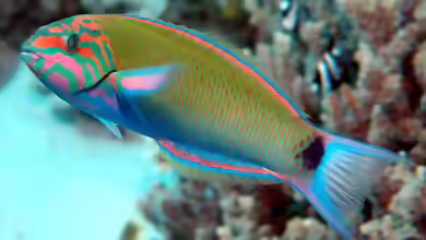 Thalassoma lunare im Aquarium halten