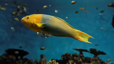 Thalassoma lutescens im Aquarium halten