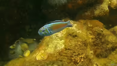 Thalassoma noronhanum im Aquarium halten