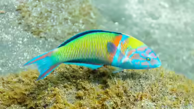 Thalassoma pavo im Aquarium halten