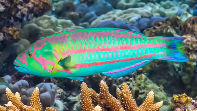 Thalassoma purpureum im Aquarium halten