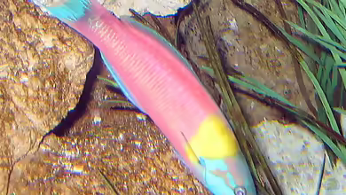 Thalassoma robertsoni im Aquarium halten