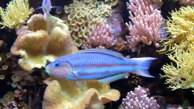 Thalassoma rueppellii im Aquarium halten