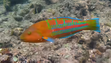 Thalassoma trilobatum im Aquarium halten