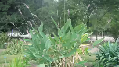 Thalia dealbata am Gartenteich
