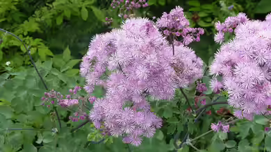 Thalictrum aquilegifolium im Garten pflanzen