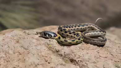 Thamnophis cyrtopsis im Terrarium halten