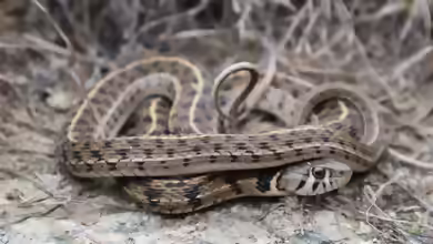 Thamnophis marcianus im Terrarium halten