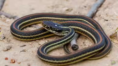 Thamnophis proximus im Terrarium halten
