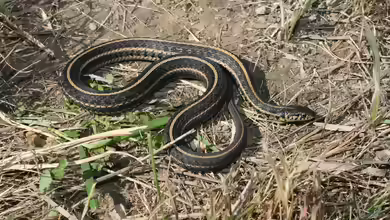 Thamnophis radix im Terrarium halten