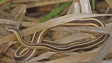 Thamnophis sauritus im Terrarium halten