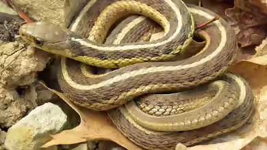 Thamnophis sirtalis im Terrarium halten