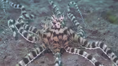 Thaumoctopus mimicus im Aquarium halten