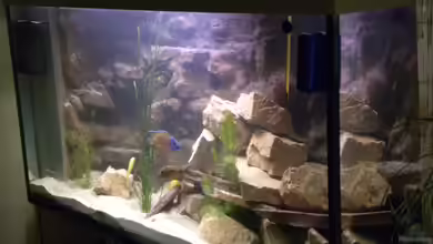 The beauty of Malawi von Harry Penner