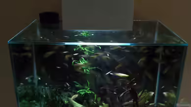 The Big Edge von Zahnkarpfen- Fee