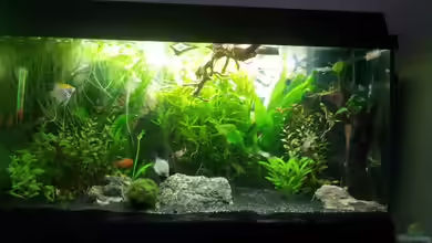 The little forest von Nixe1991