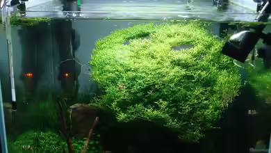 the next tree von Sven-0.