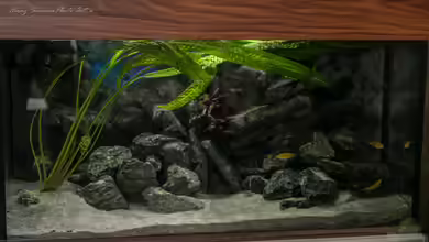 The Rock von Sergio10