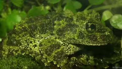 Theloderma corticale im Terrarium halten