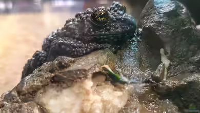 Theloderma ryabovi im Terrarium halten