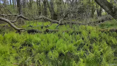 Thelypteris palustris im Garten pflanzen