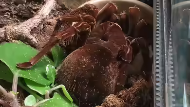 Theraphosa apophysis halten