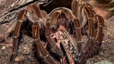 Theraphosa blondi: So lebt die größte Spinne der Welt in der Natur