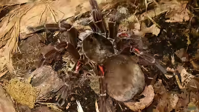 Theraphosa blondi halten
