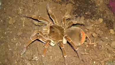Theraphosa stirmi halten