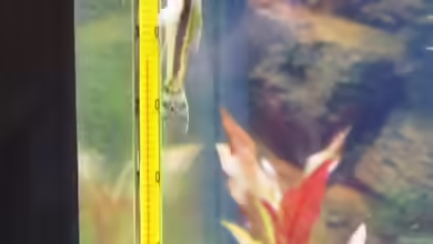Thermometer im Aquarium verwenden