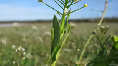 Thlaspi arvense am Gartenteich