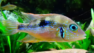 Thorichthys aureus im Aquarium halten