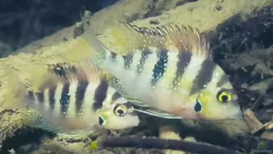 Thorichthys helleri im Aquarium halten