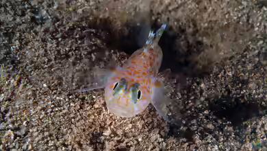 Thorogobius macrolepis im Aquarium halten