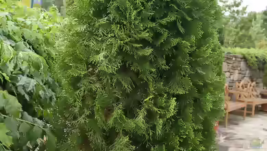 Thuja occidentalis im Garten pflanzen