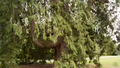 Thuja plicata im Garten pflanzen
