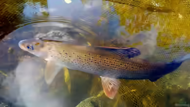 Thymallus thymallus im Teich halten