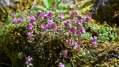 Thymus polytrichus im Garten pflanzen