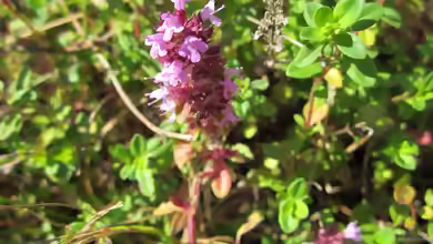 Thymus pulegioides am Gartenteich