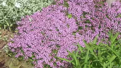 Thymus serpyllum am Gartenteich pflanzen