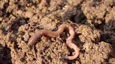 Tiere als Bioindikatoren für Garten und Teich