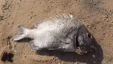 Tierkadaver im Teich: Warum sie das Wasser belasten und schnell entfernt werden sollten