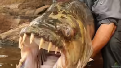 Tigersalmler aus dem Kongo