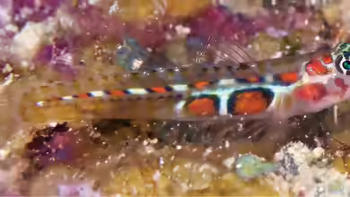 Tigrigobius dilepis im Aquarium halten