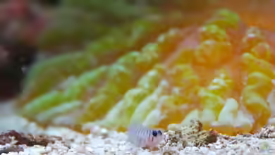 Tigrigobius macrodon im Aquarium halten