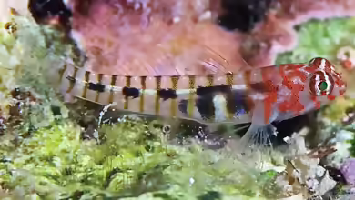 Tigrigobius redimiculus im Aquarium halten