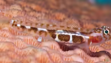 Tigrigobius saucrus im Aquarium halten
