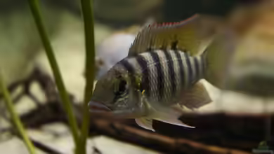 Tilapia brevimanus - eine Artbeschreibung