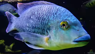Tilapia louka im Aquarium halten